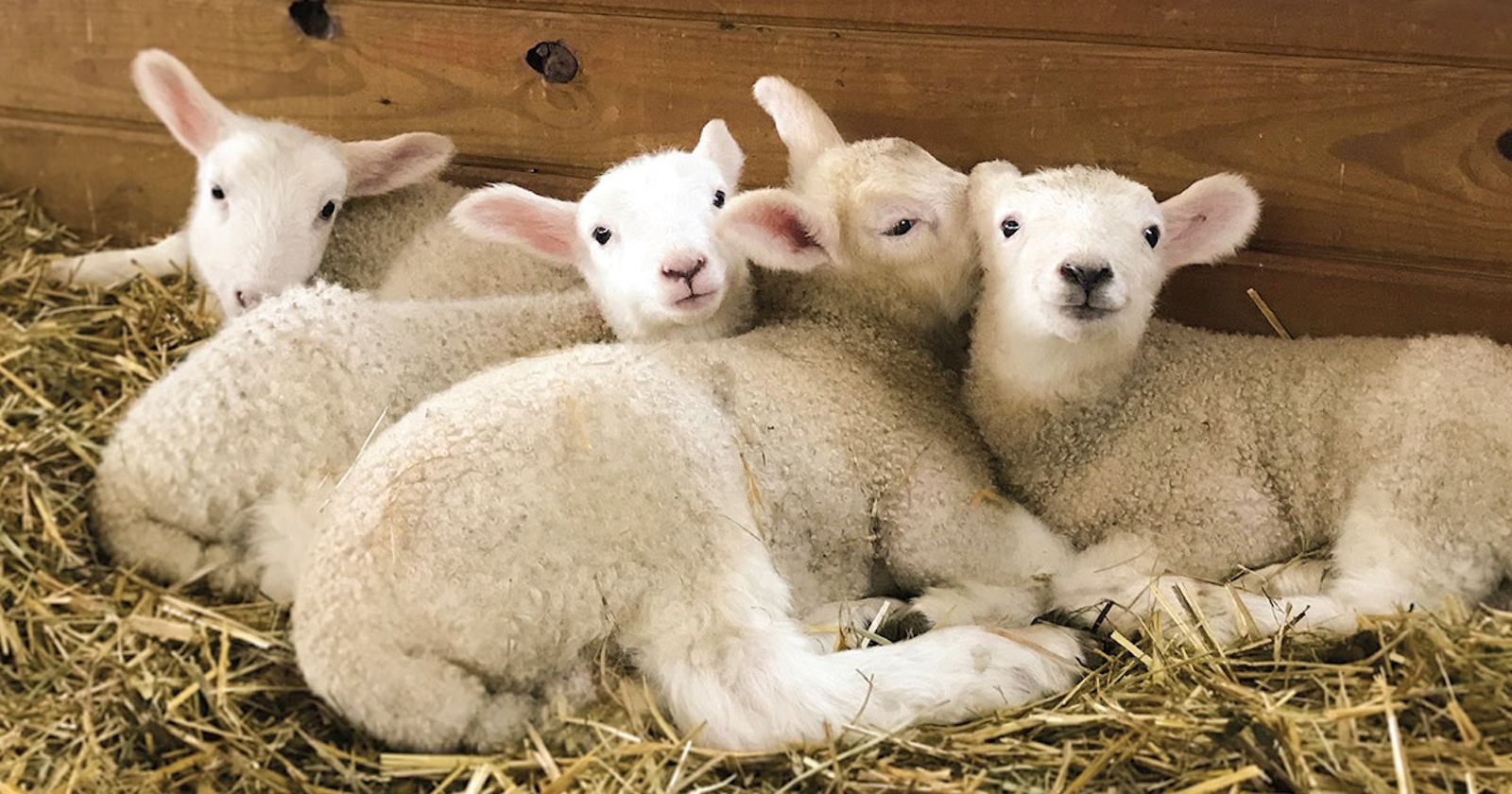 Ovine Obsessions: Google Sheep View Primary Image