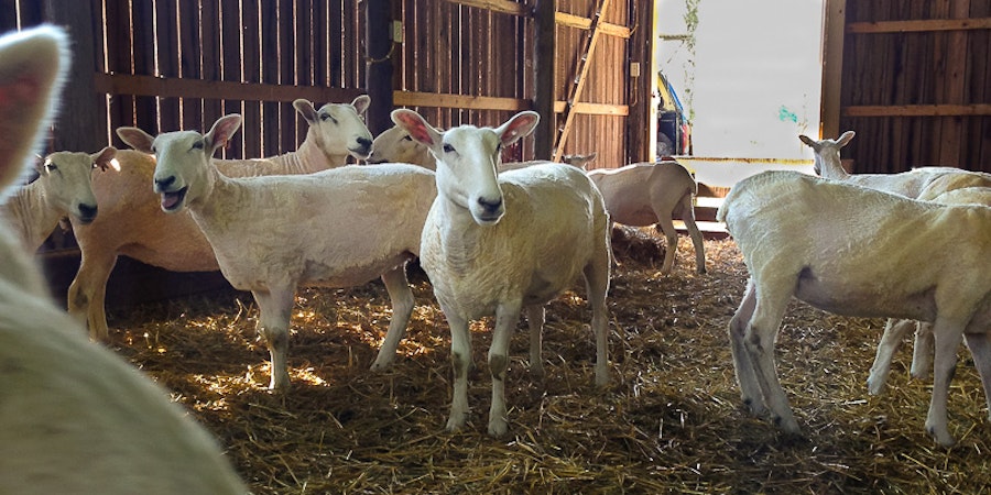 Roving Reporter: Fresh Fall Fleeces? Sheep Shearing in Autumn Image