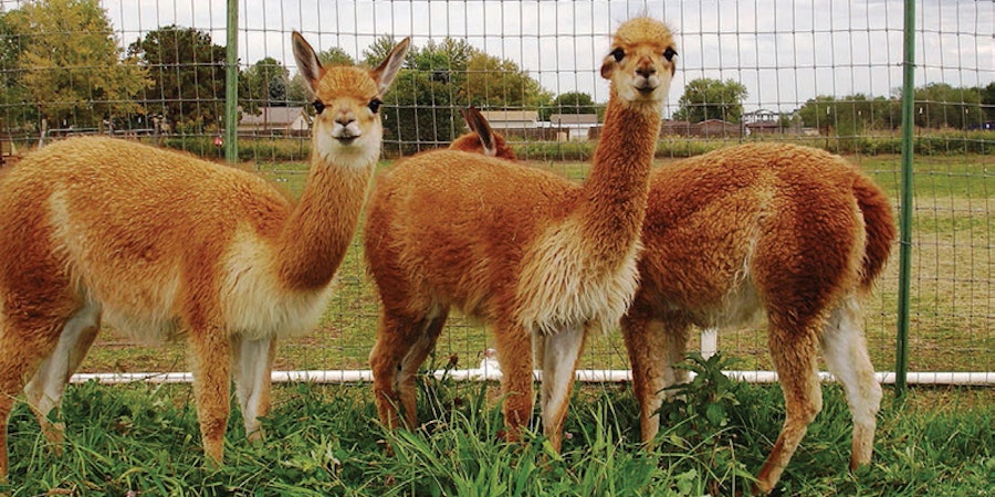 15 Top Tips for Fiber Festival Fun Image