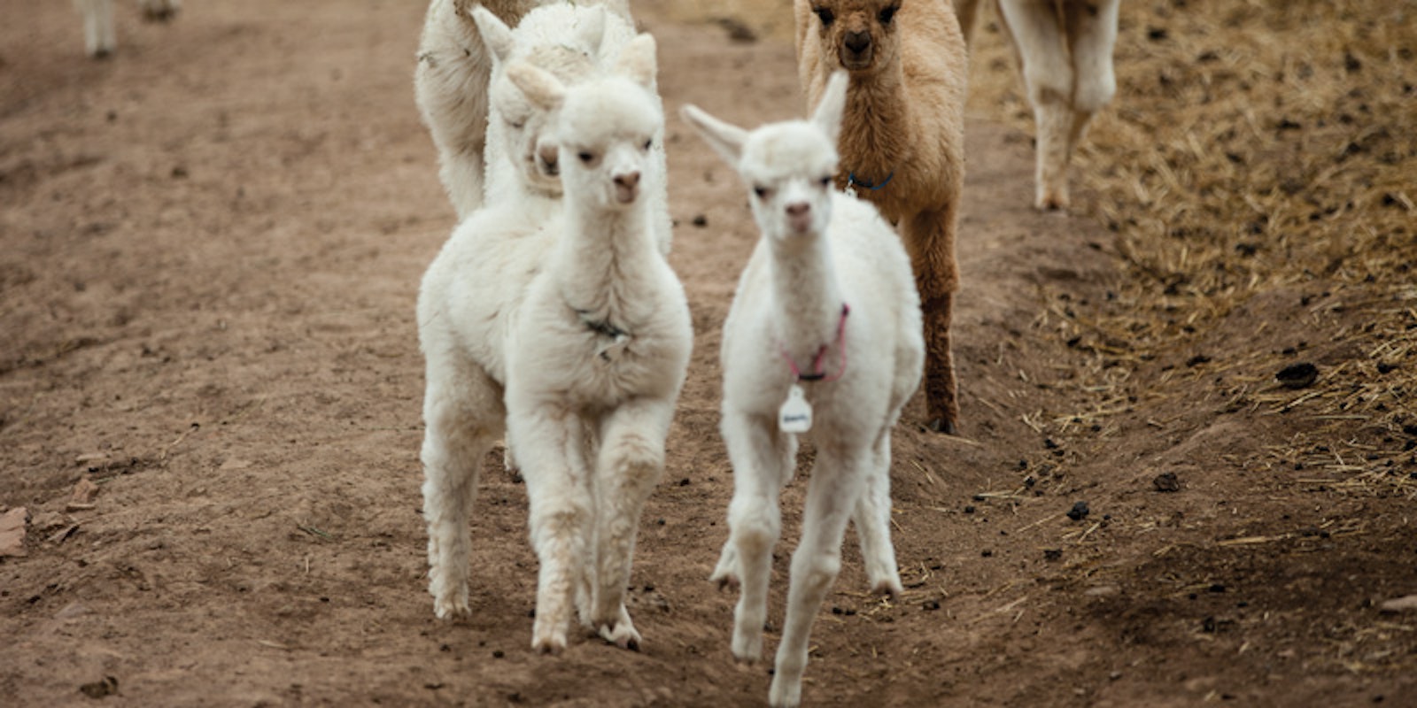 It&#39;s Not Just a Sheep-- It&#39;s Also a Cheese Primary Image