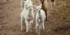 The Business of Handspun Image