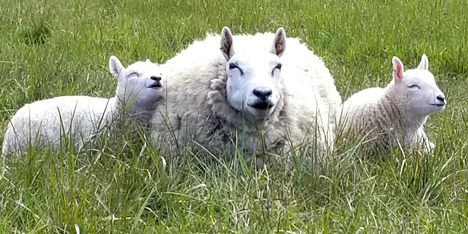 Meet the Sheep: Border Cheviot Primary Image