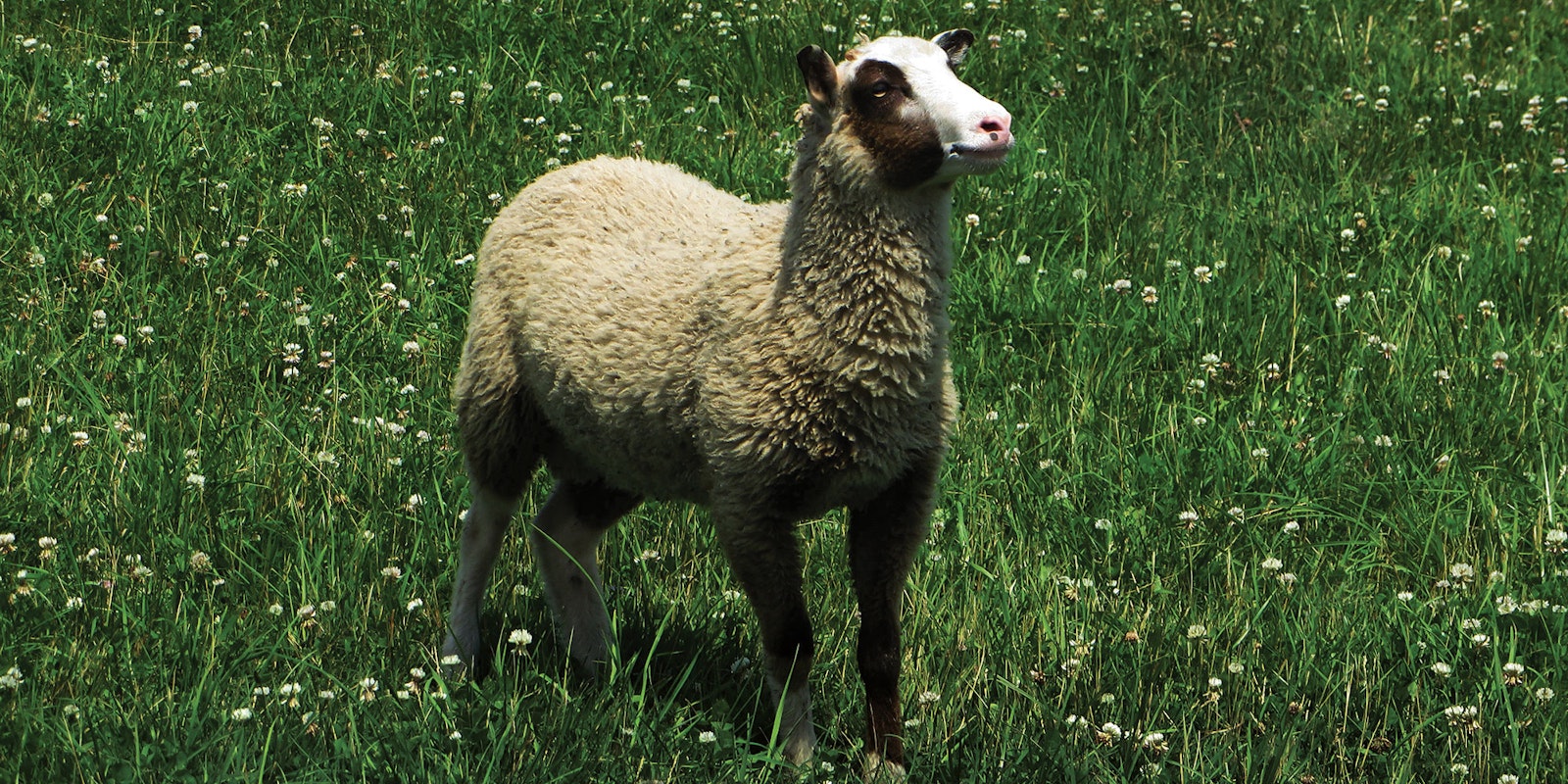 Shepherd Dreams:  What to Know About Starting a Handspinner’s Flock Primary Image