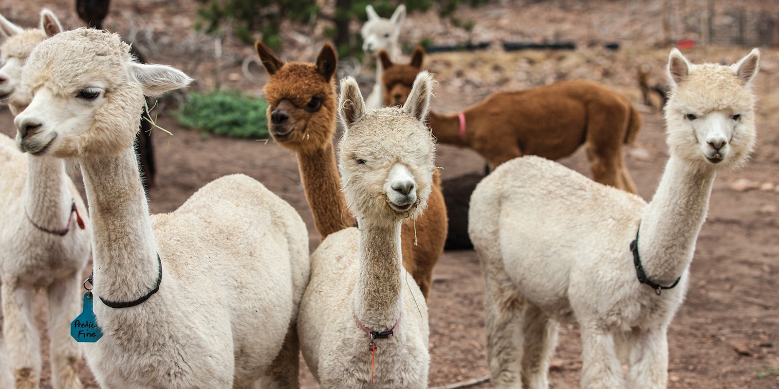 Washing Wool: Alpaca Edition Primary Image