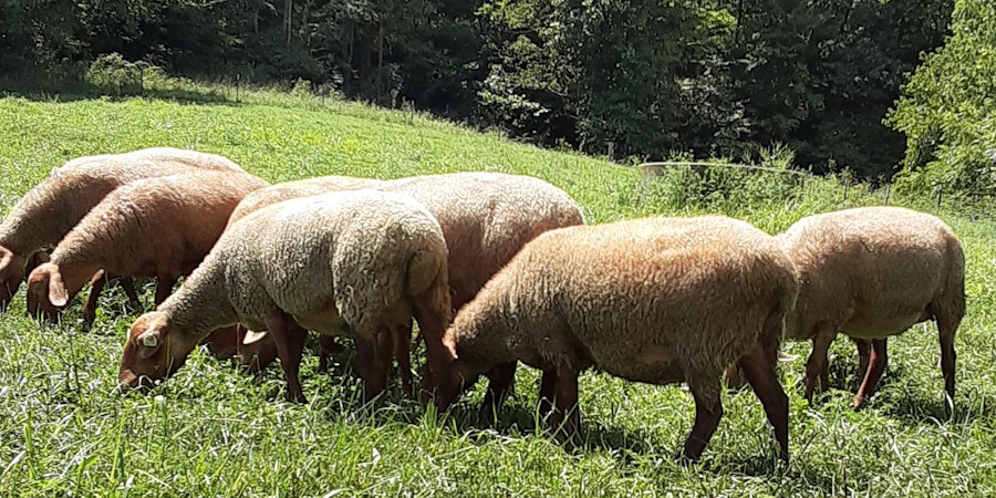A Shepherd’s Year: Tunis Sheep in All Seasons Image