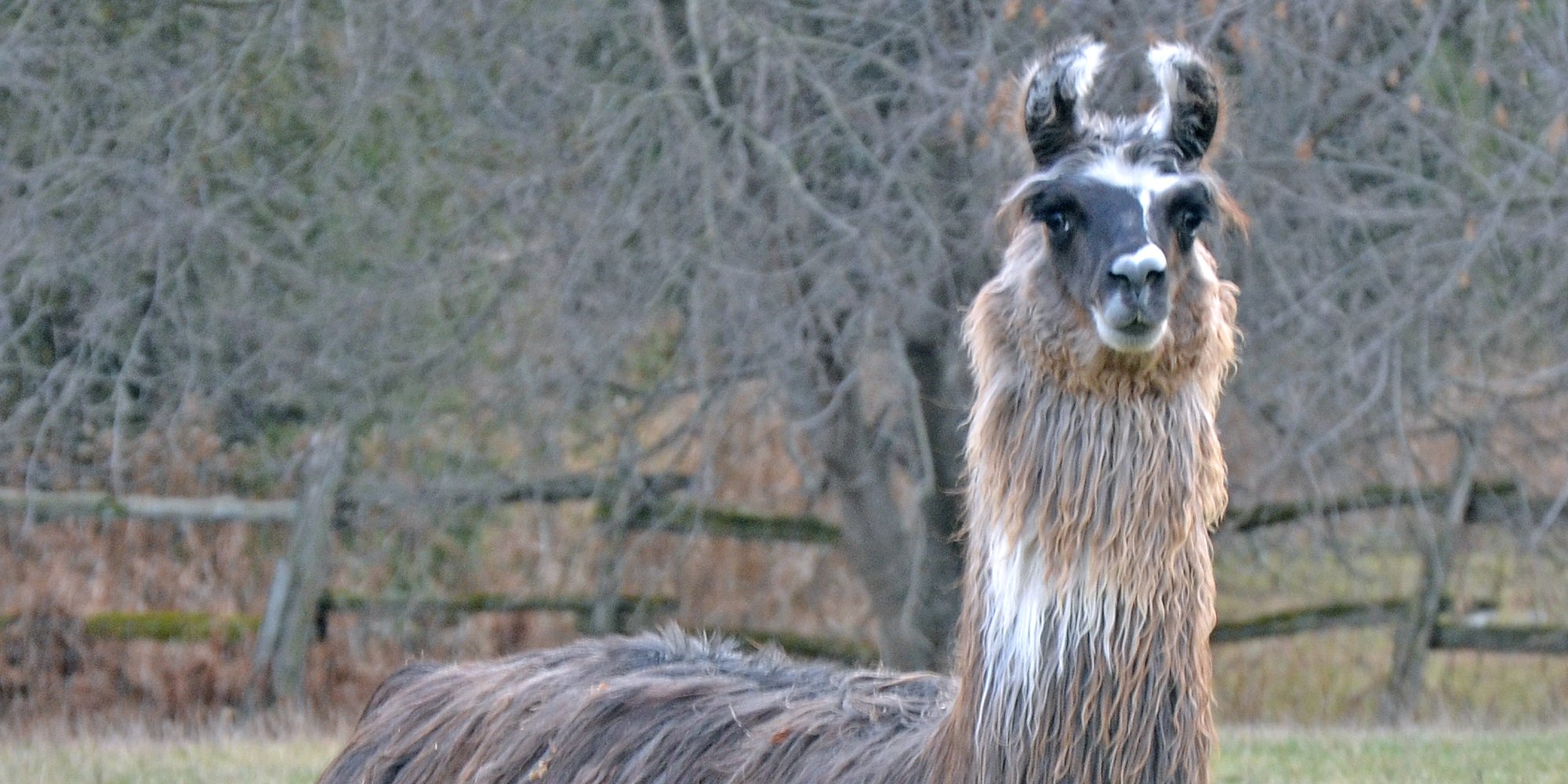 How to Dehair Llama Image