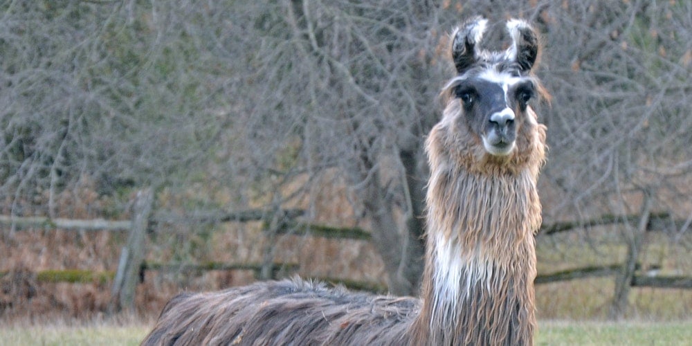 How to Dehair Llama Image