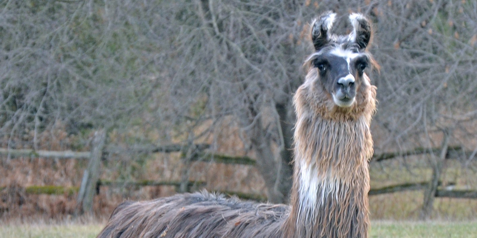 Llama Fiber: A Realm of Possibilities Primary Image