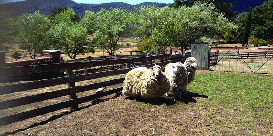 Lost and Found: Shrek, Chris, and Paper Sheep Image