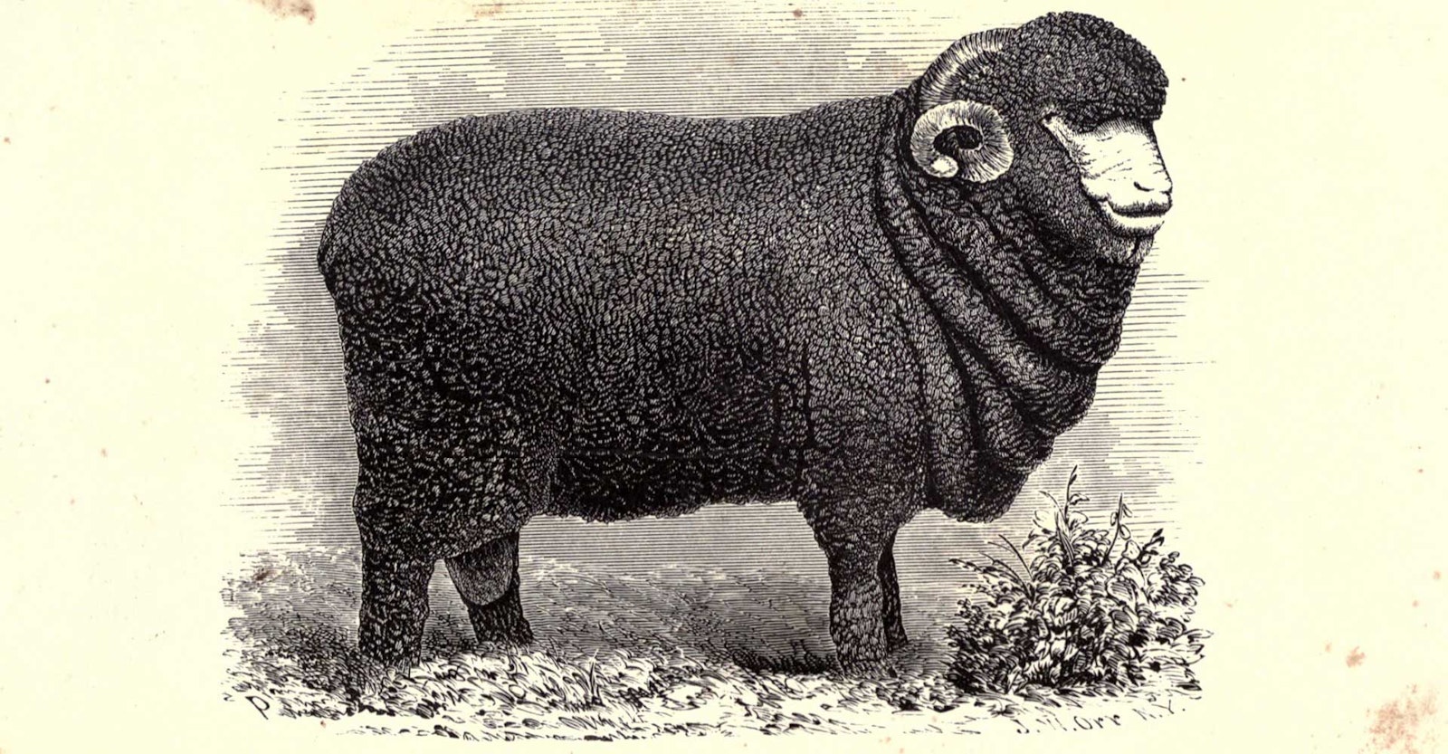 Sheep Facts: Merino, part 1 Primary Image