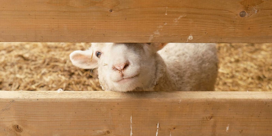 Nothing Says Love Like Sheep’s Wool! Image