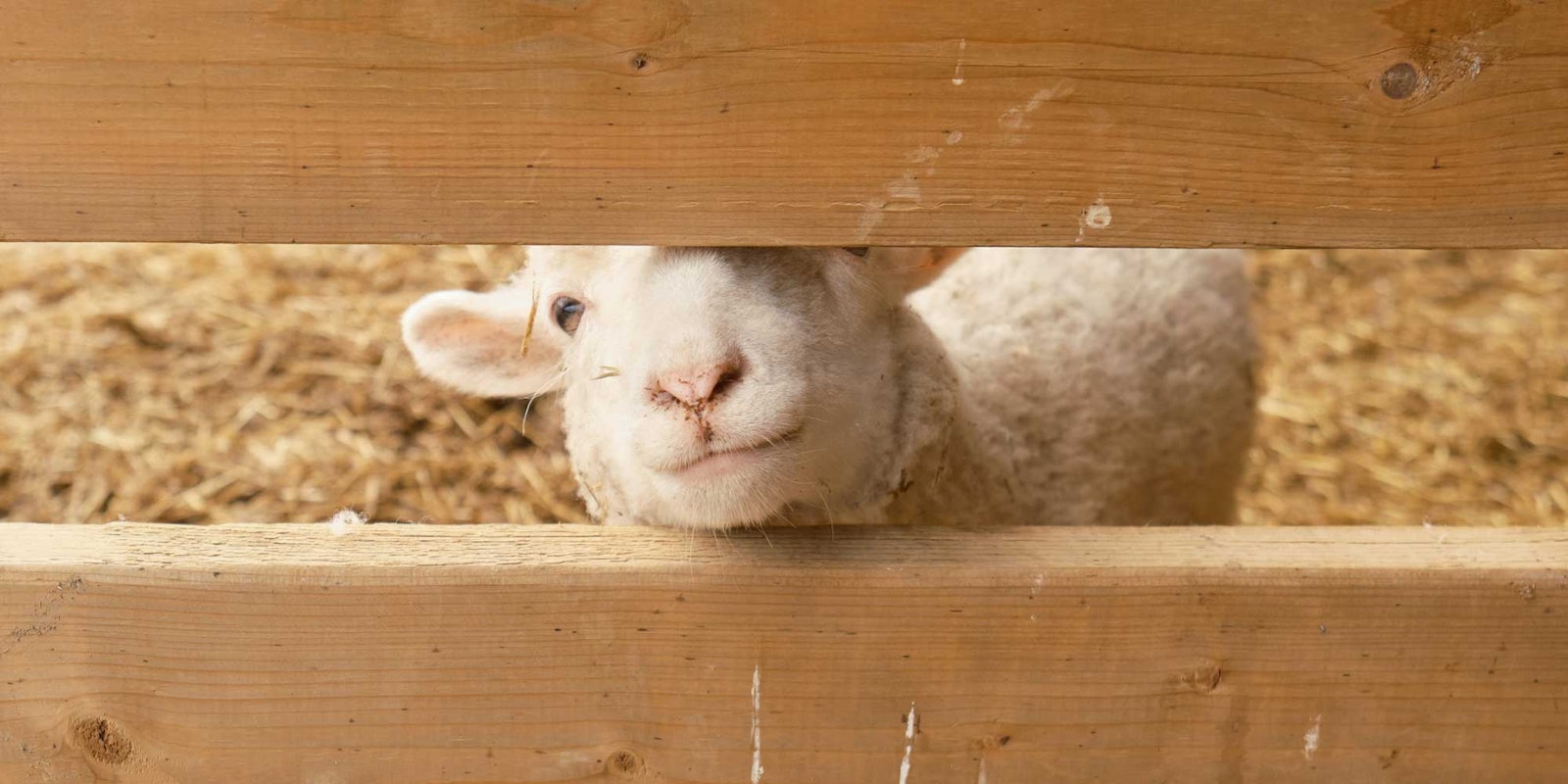 Nothing Says Love Like Sheep’s Wool! Primary Image