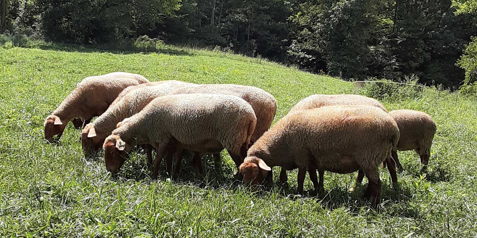 Keeping Tunis Sheep Primary Image