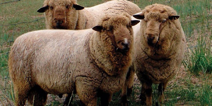 Spinning Wool: Free Guide on Spinning Rare Wool Image