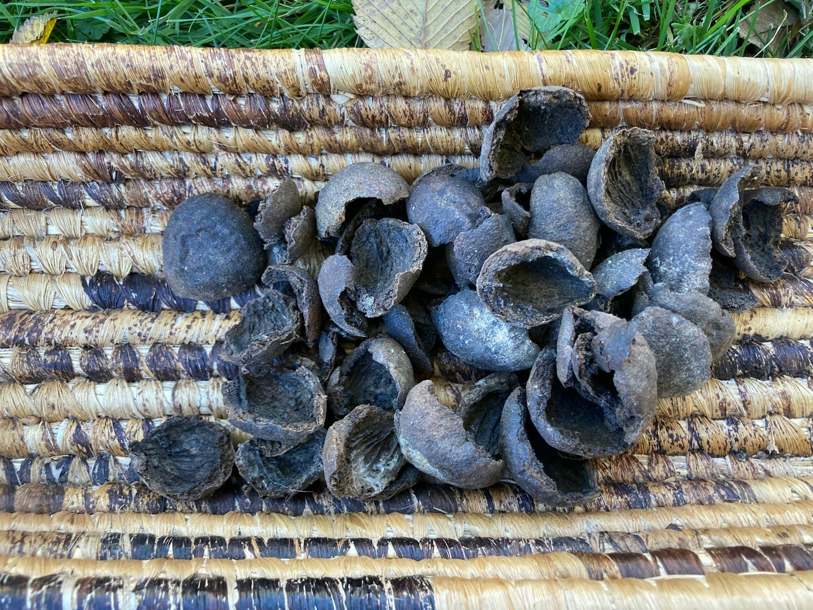 Warm Browns from Black Walnuts Primary Image