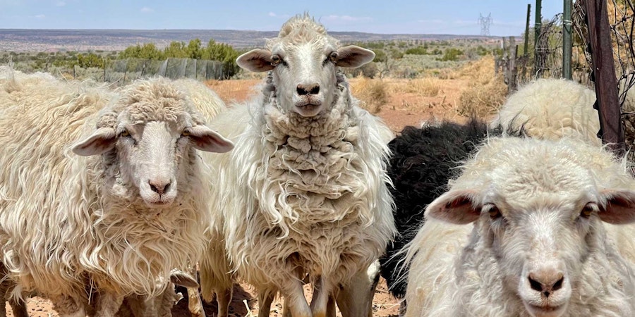 Navajo-Churro Sheep and Shepherds: Meet the Rainbow Fiber Co-Op Image