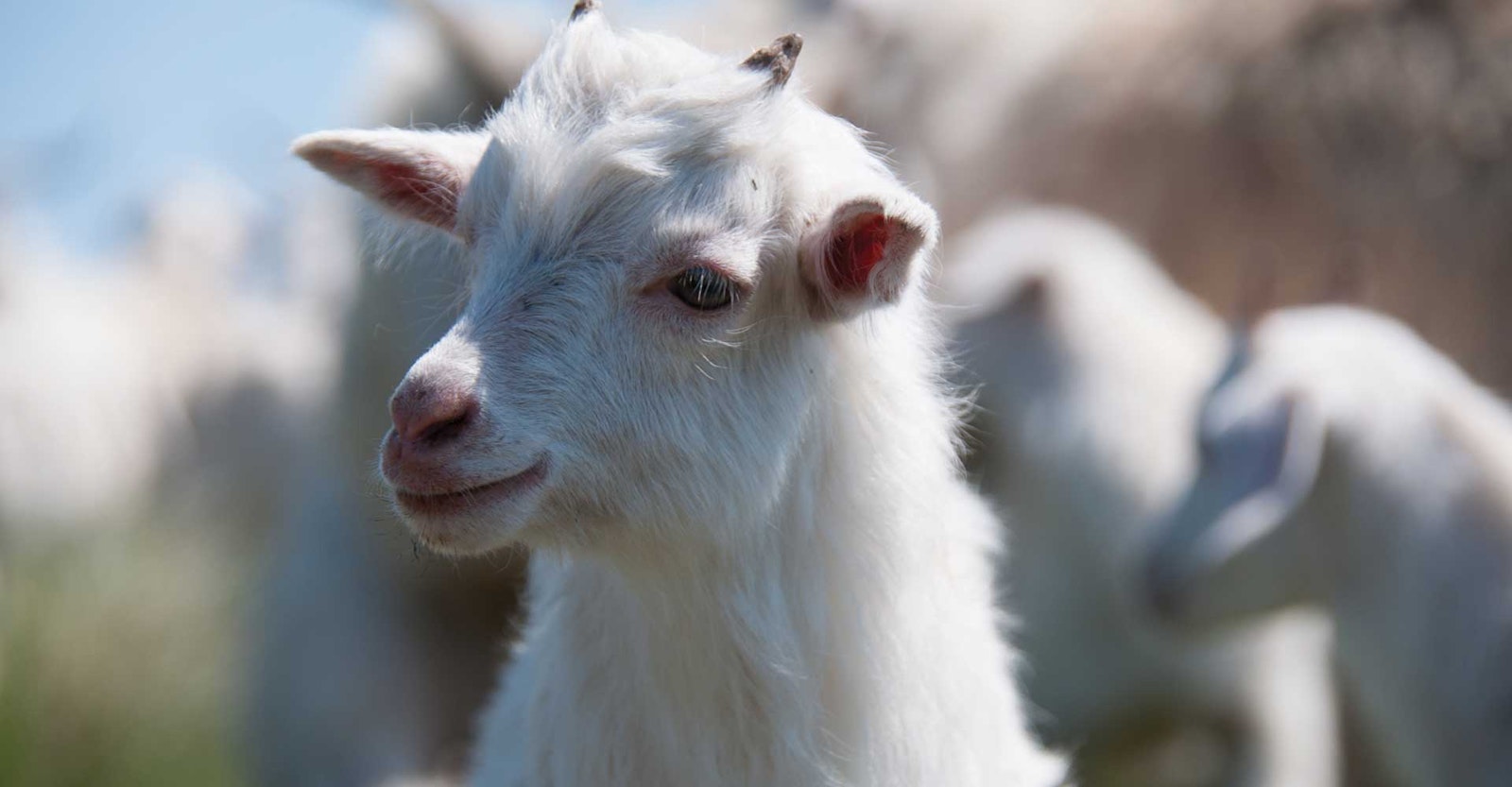 Russian Down Goats Primary Image