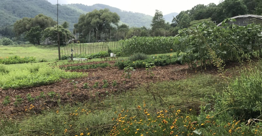 The Heart of the Dyer Is Eager: The John C. Campbell Folk School Dye Garden  Image
