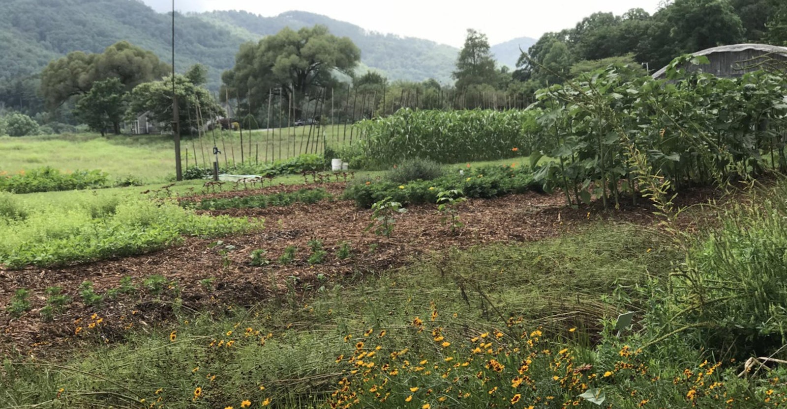 The Heart of the Dyer Is Eager: The John C. Campbell Folk School Dye Garden  Primary Image