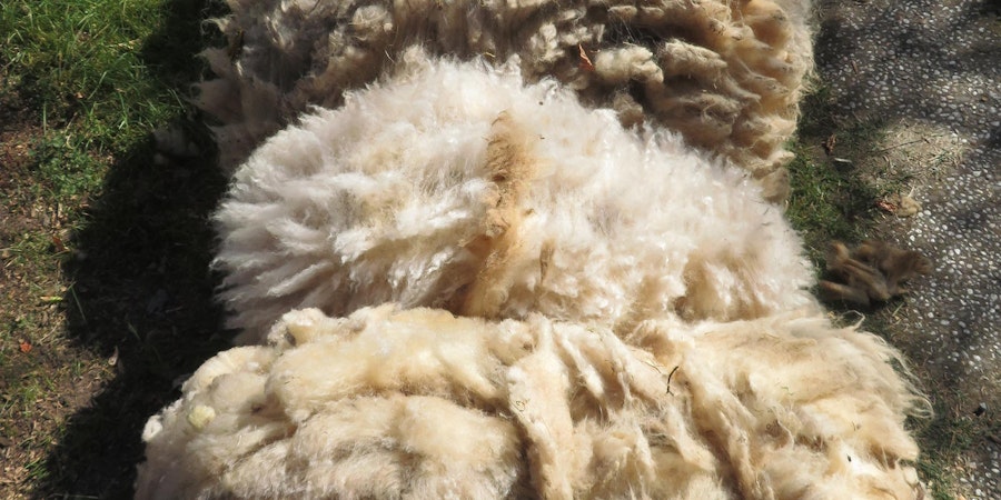 A Swatch for a Shepherd Image