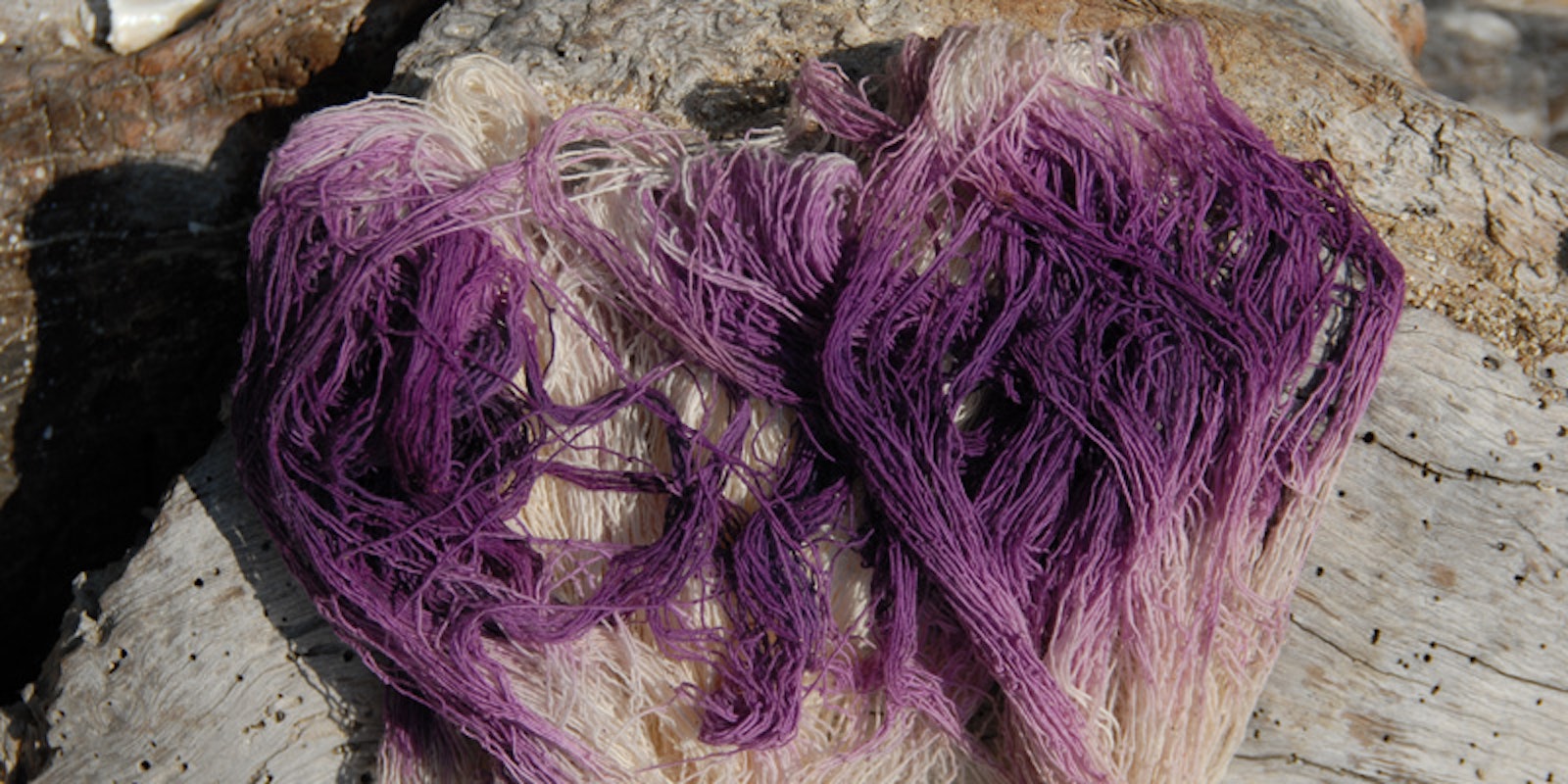 Nature’s Take on the Pantone Color of the Year 2018: The Murex Snail Primary Image