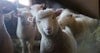 Closet Full of Sheep: How to Build a Giant Yarn Stash for Less (HA!) Image
