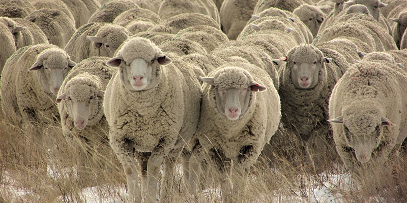 Celebrate a Century of Targhee Sheep Image