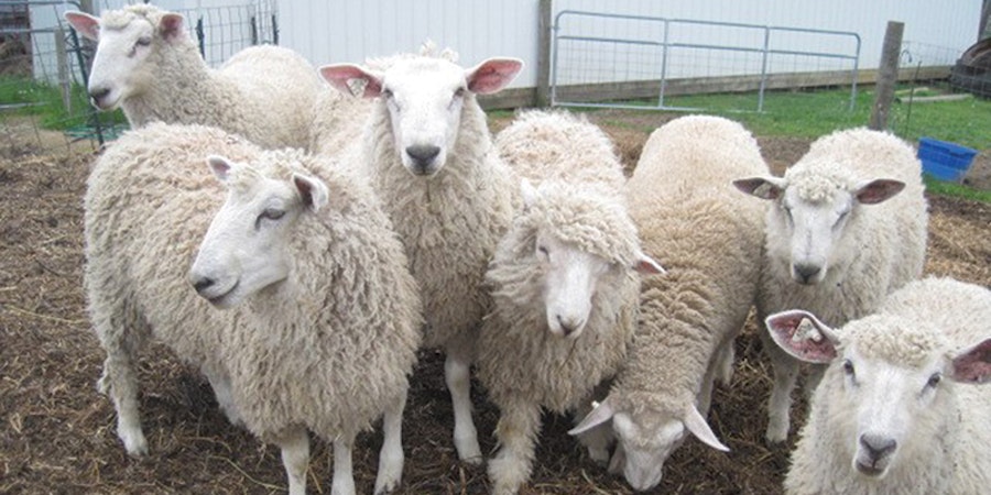 How to Buy a Crossbred Sheep Fleece Image