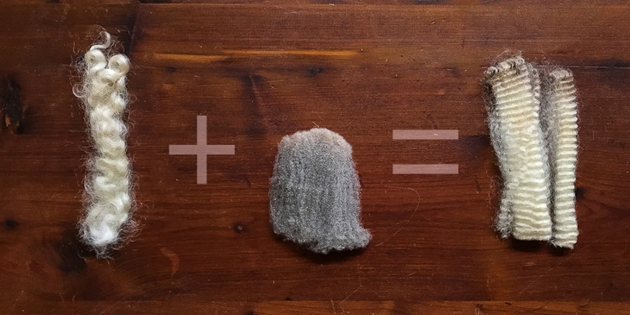 Blended Breeds: How New Sheep Breeds Are Born Image