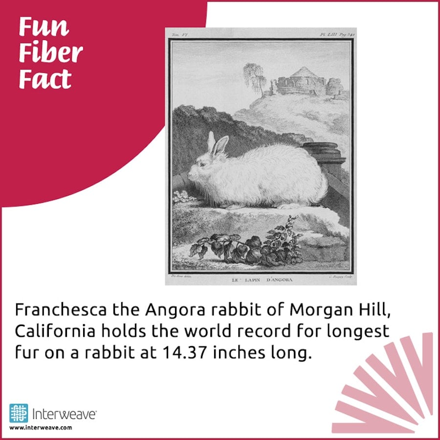 Fun Fiber Facts for Everyone Image