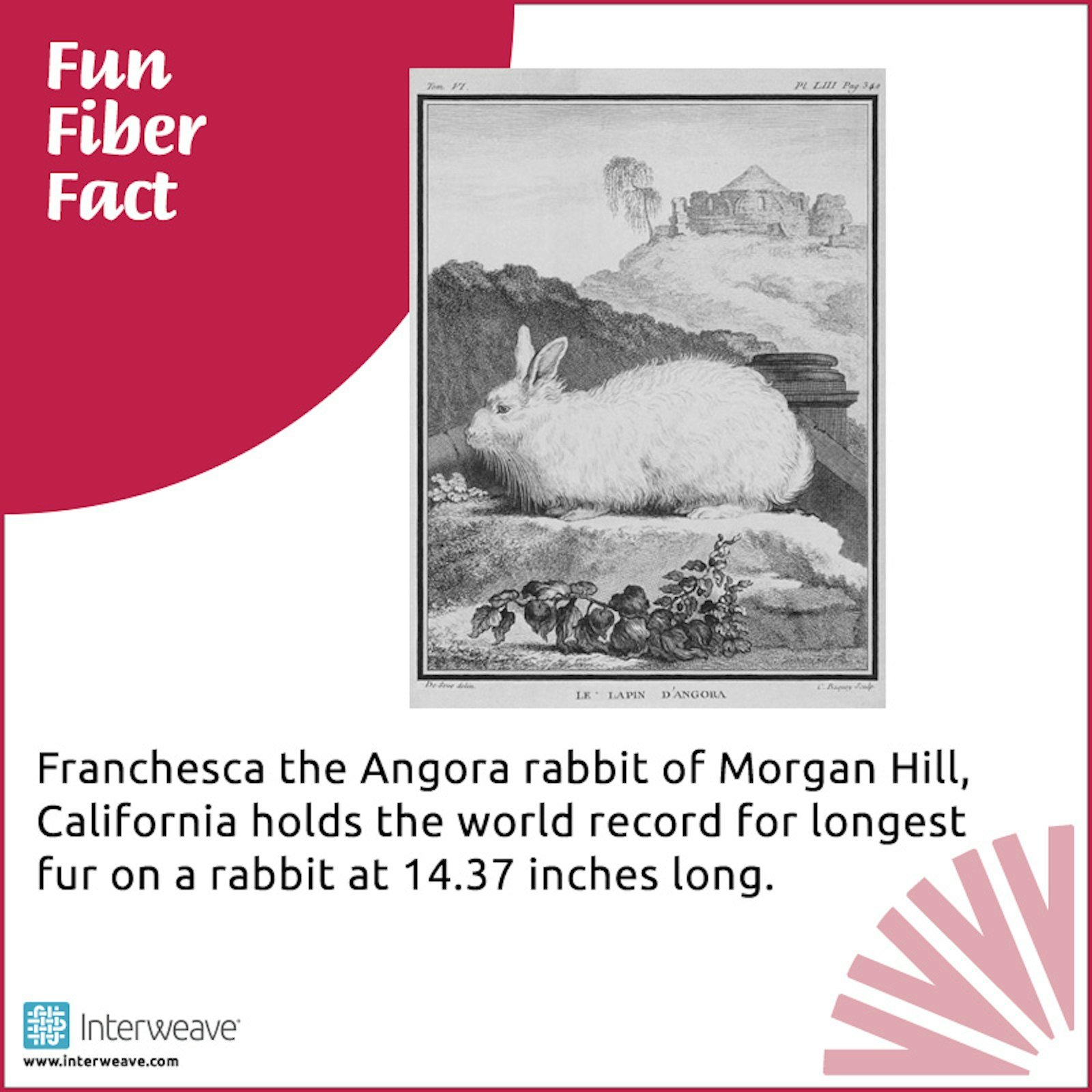 Fun Fiber Facts for Everyone Primary Image