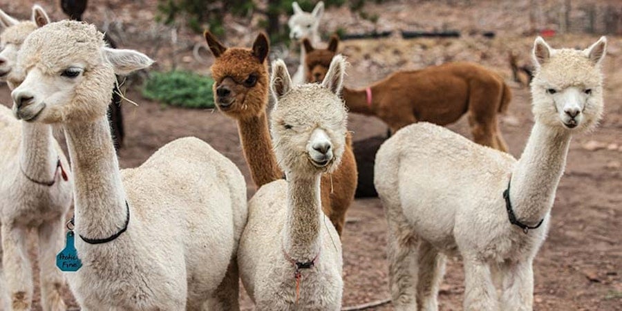 How a Passion for Alpaca Fiber Meets Practicality Image