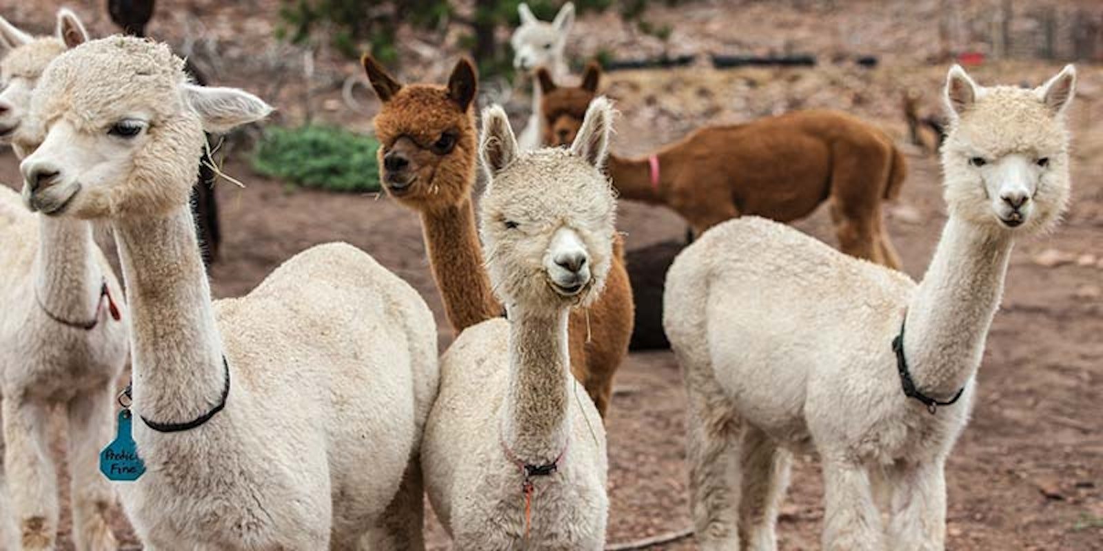 How a Passion for Alpaca Fiber Meets Practicality Primary Image