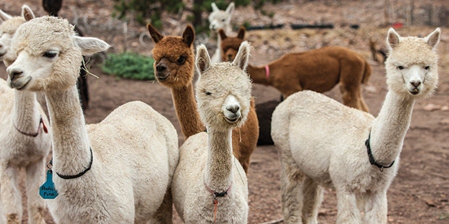 What Does It Mean to Spin Locally? Image