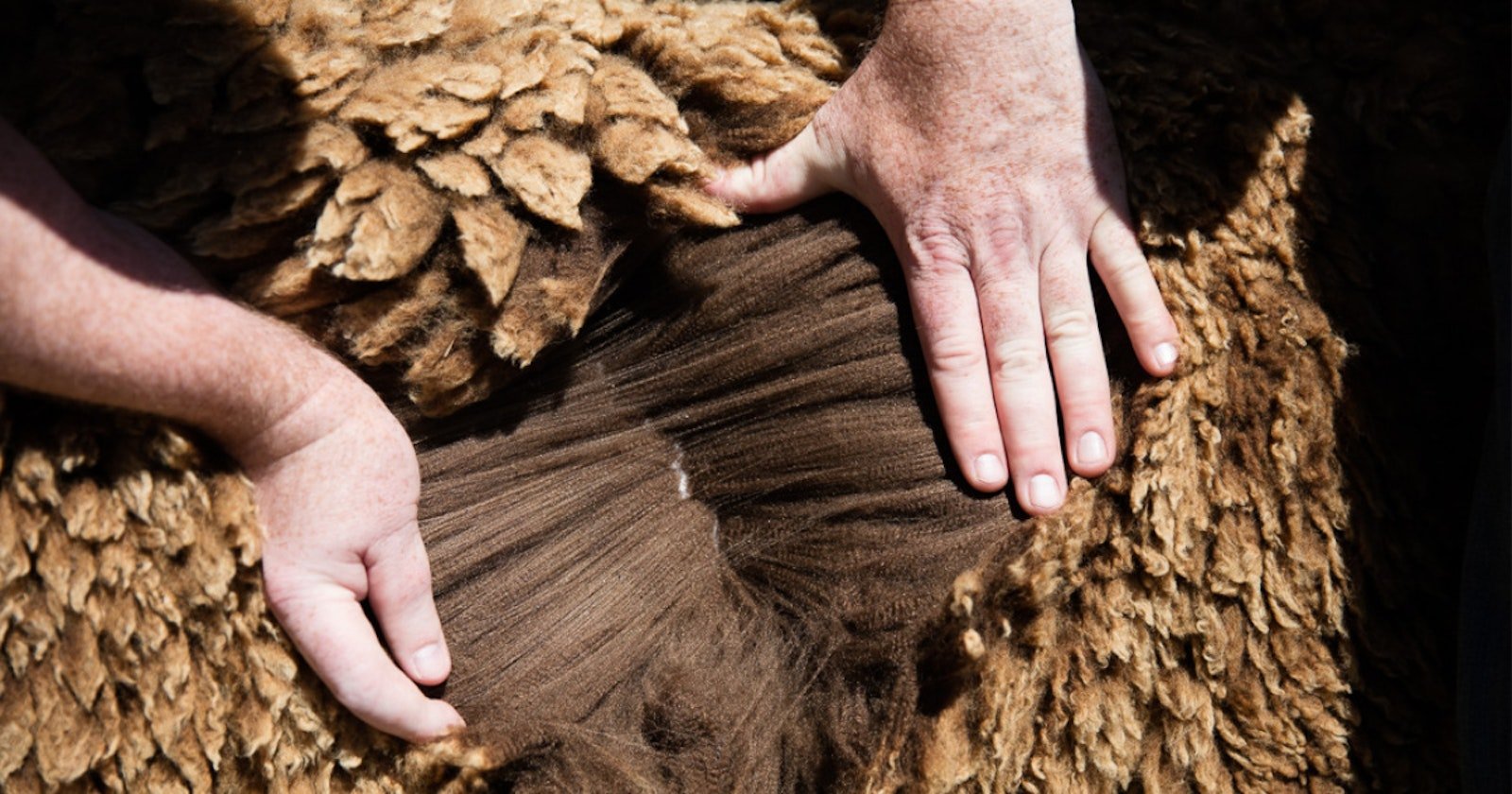 Pick a Fleece Without Getting Fleeced Primary Image