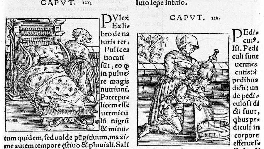 Lice and the History of Textiles Image