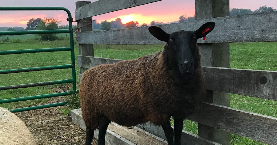Roving Reporter: Sheep’s Wool and Summer Pastures Image