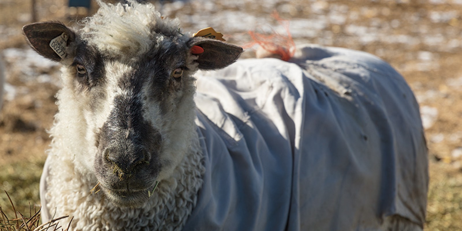 What’s True Cost of a Sheep’s Fleece? Primary Image