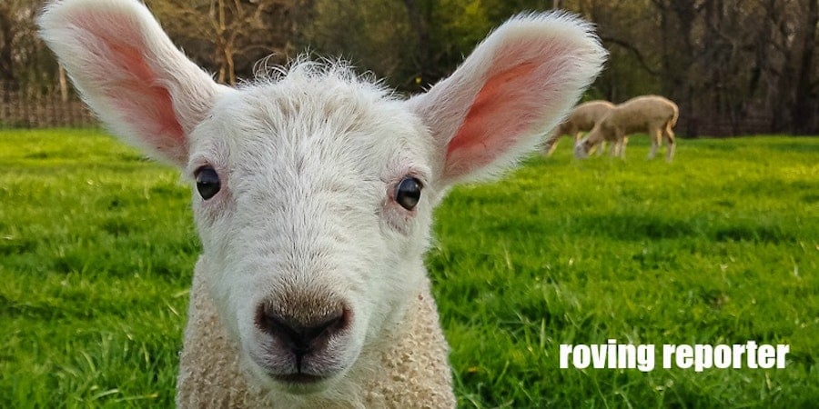 Roving Reporter: Fiber Festivals and Spinning Therapy Image