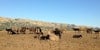 Spring Palette: Sally Fox’s Colorful California Lambs Image