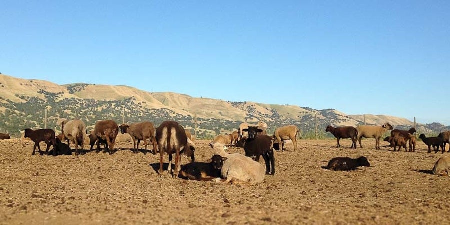 Spring Palette: Sally Fox’s Colorful California Lambs Image