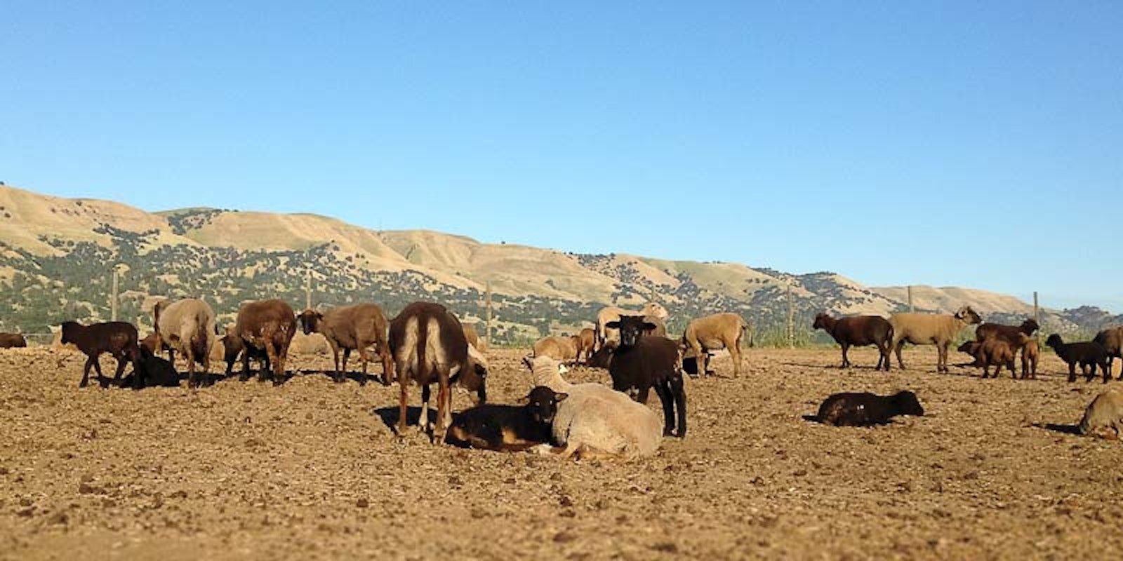 Spring Palette: Sally Fox’s Colorful California Lambs Primary Image