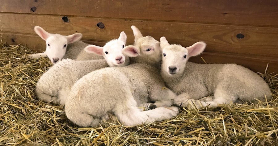 Handspun Holiday: From Our Flock to Yours Image