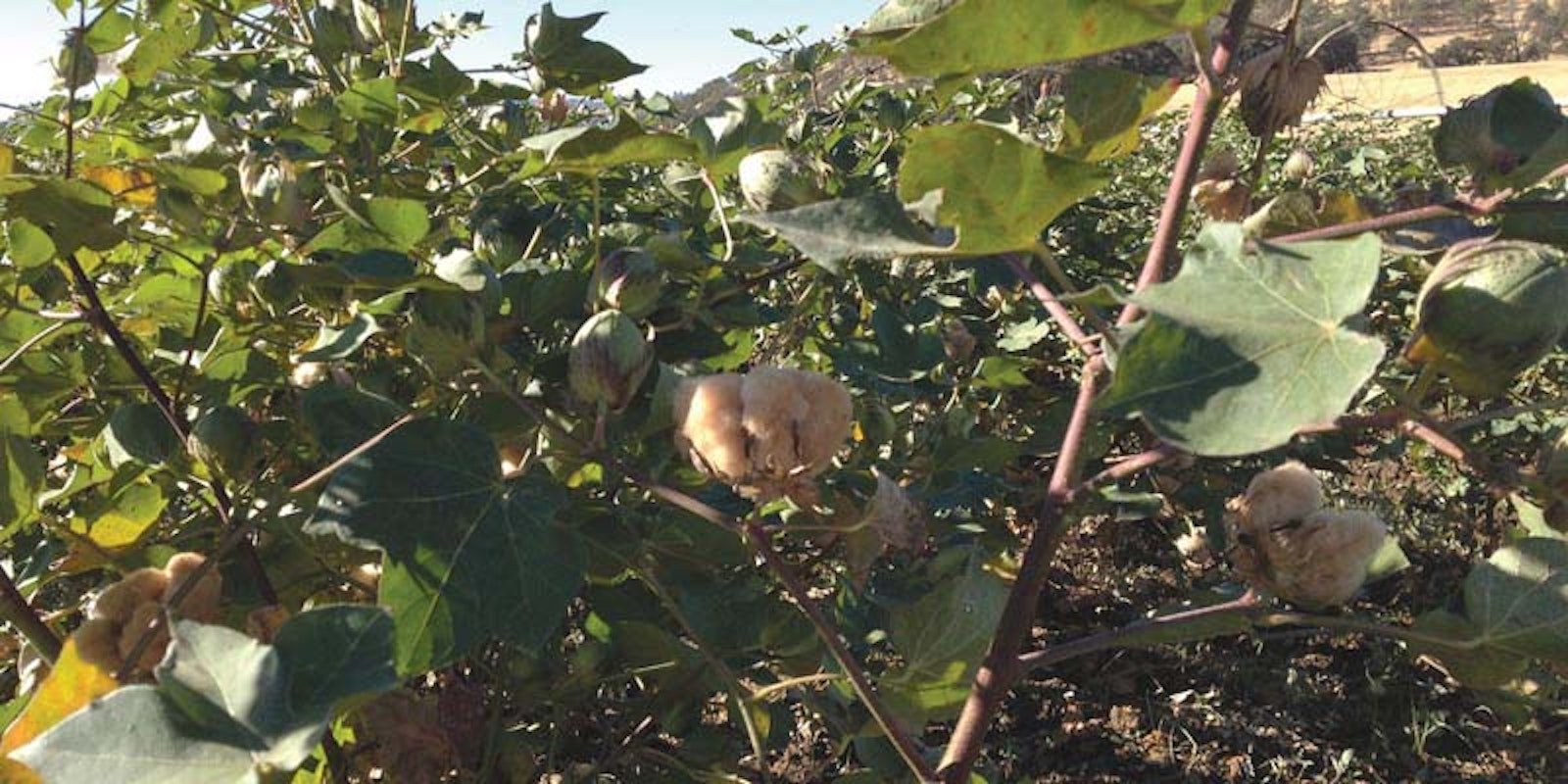 Sally Fox, Colored Cotton, and Local Fiber Primary Image