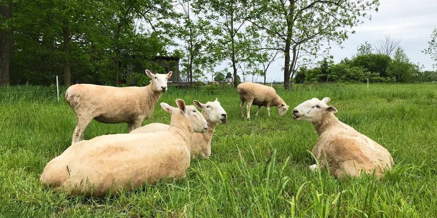 Fleecy Explorations Image