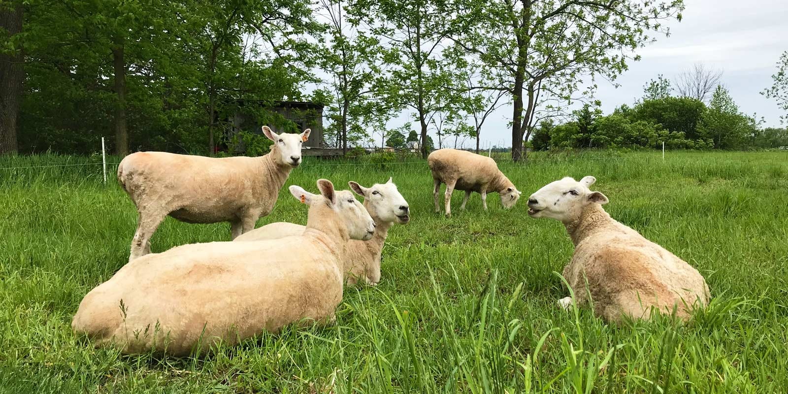 Fleecy Explorations Primary Image