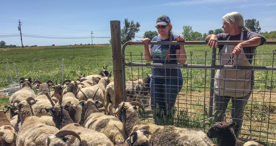 Meridian Jacobs Farm Club Image