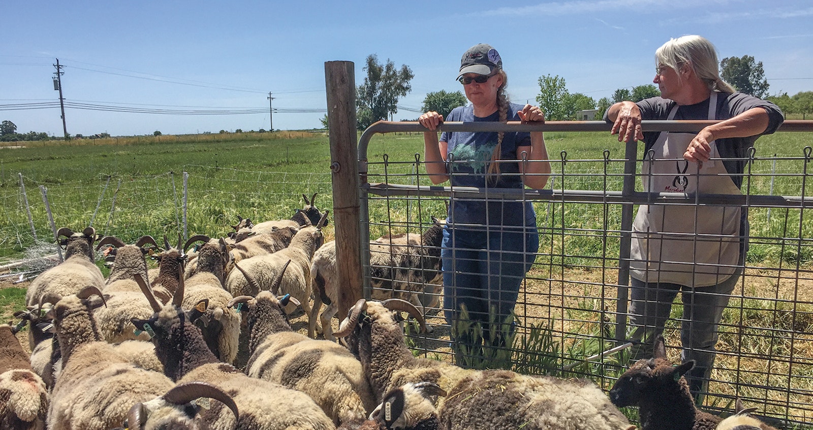 Meridian Jacobs Farm Club Primary Image