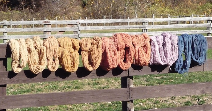 Adventures in Natural Dyeing: Growing Woad Image