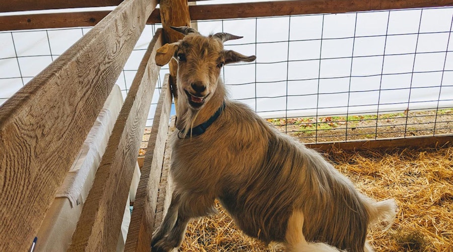 At the Sheep Show: Rhinebeck Roundup Image